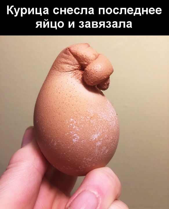 изображение: Курица снесла последнее яйцо и завязала #Прикол