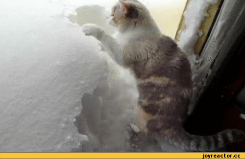 Весна пришла! Кот копает снег на крыльце